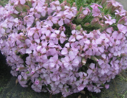 Saponaria x boissieri